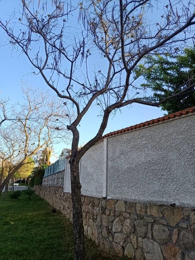 Northern catalpa 20