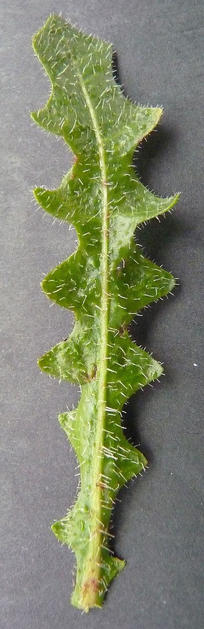 Hairy hawkbit 22