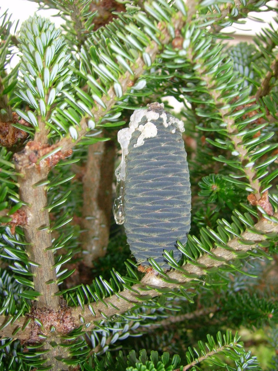 Christmastree 4