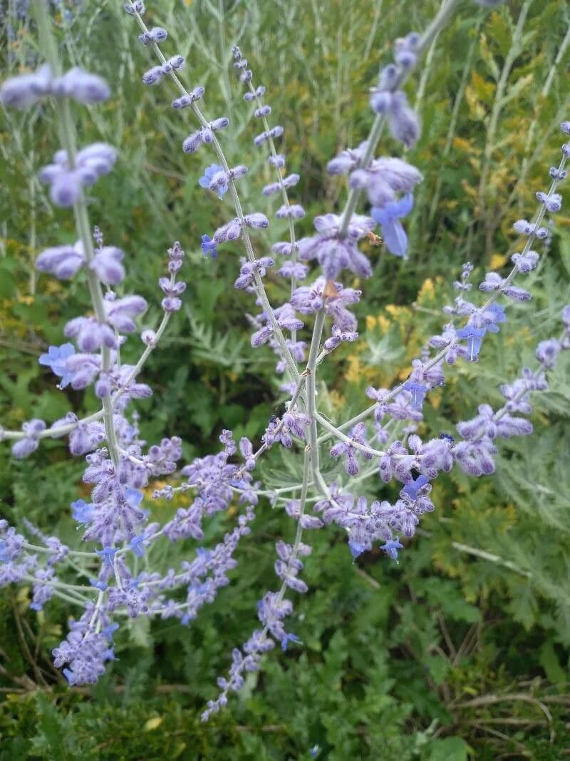 Russian-sage 10