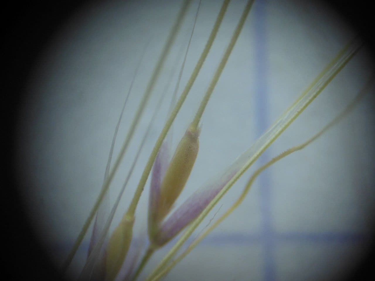 Dwarf feather grass 6