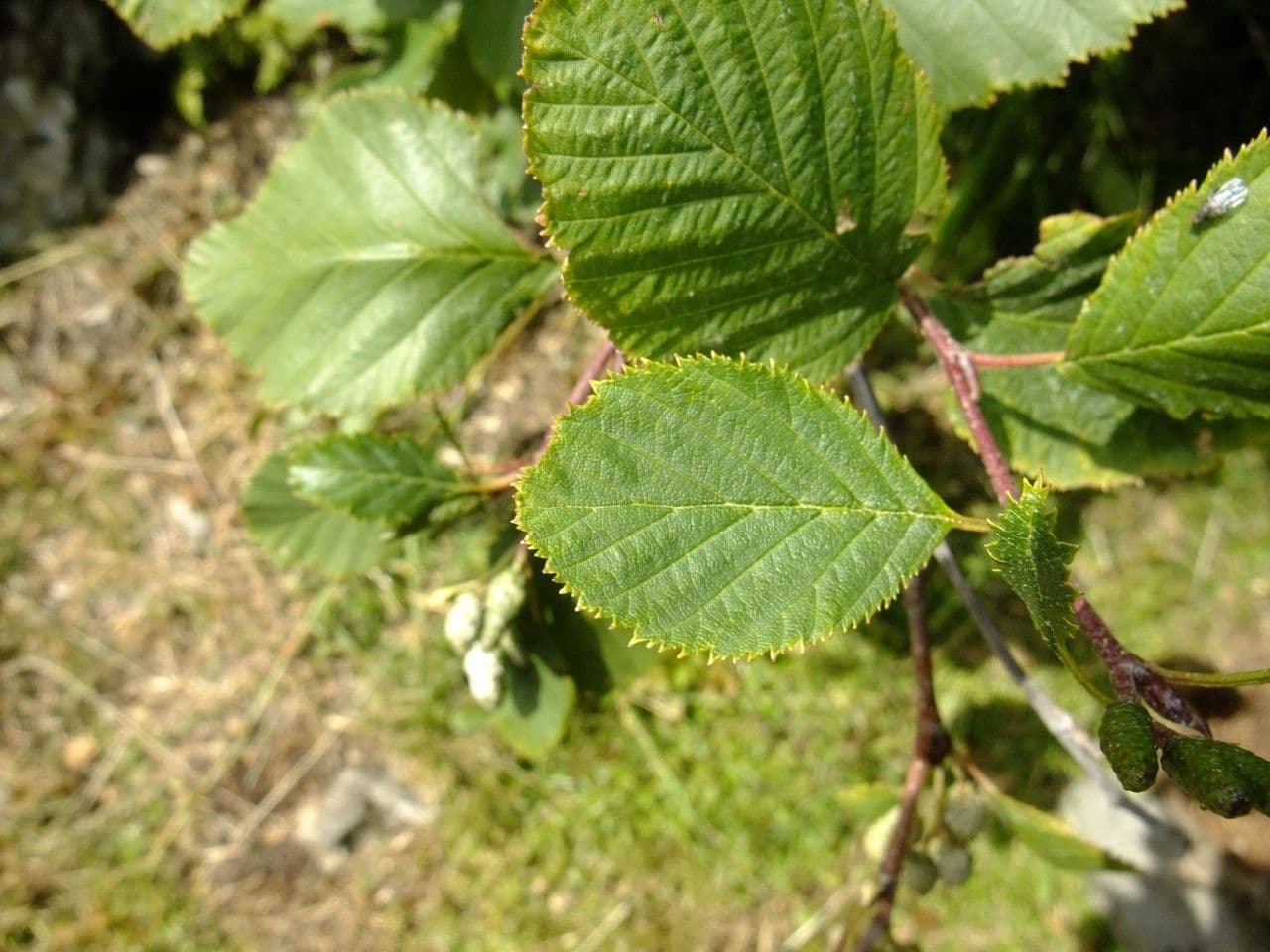 Green alder 26