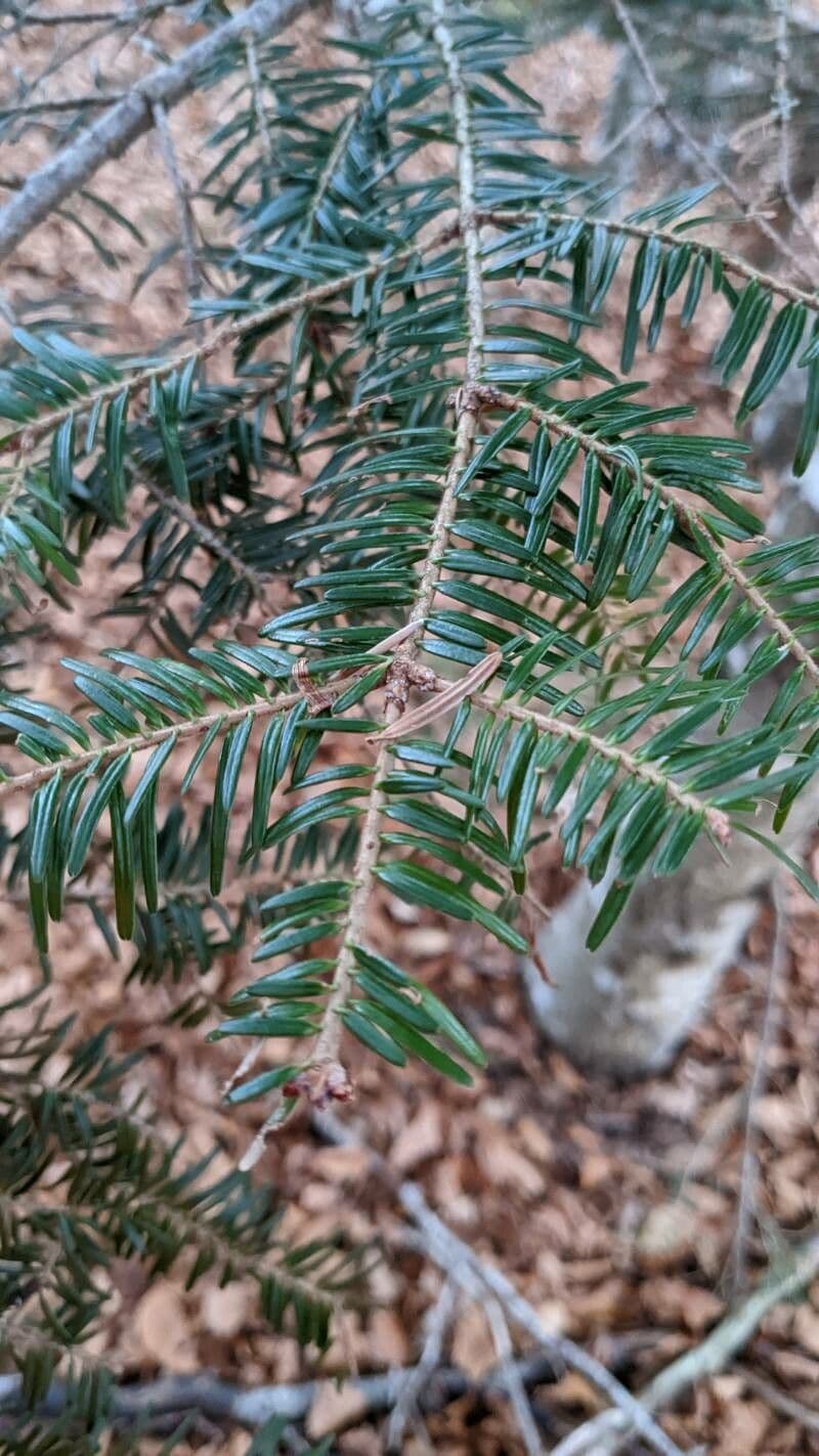 Canada balsam 6