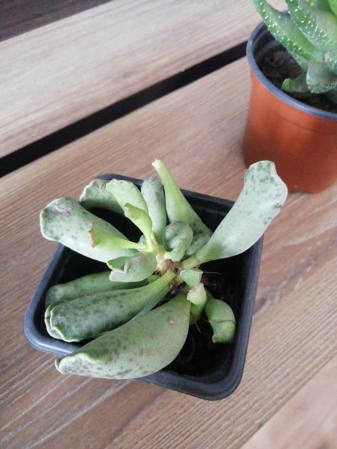 Adromischus