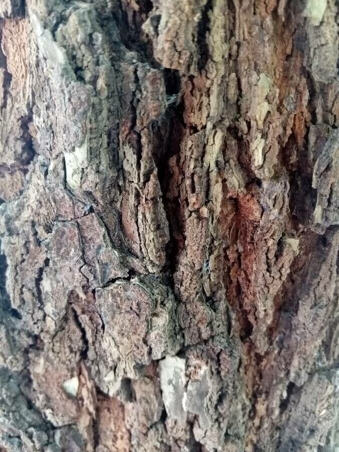 Sackingtree 11