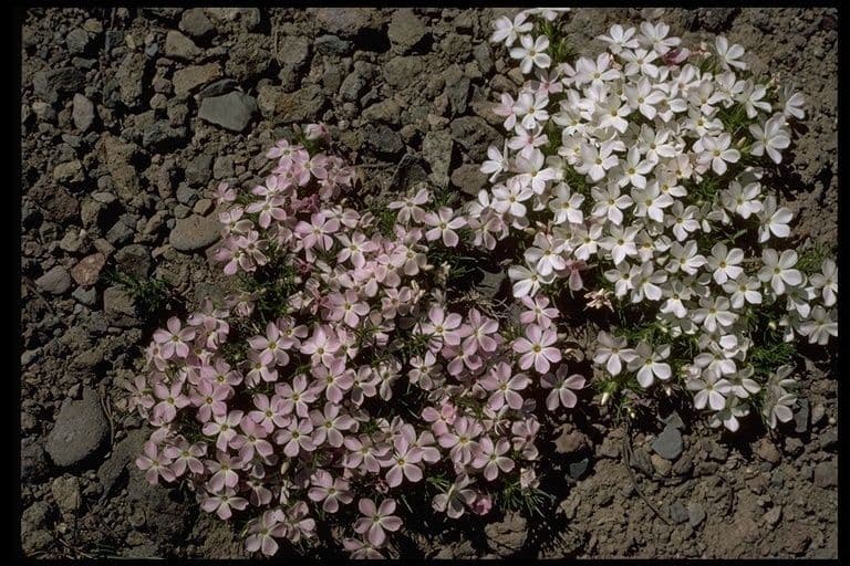 Spreading phlox 15
