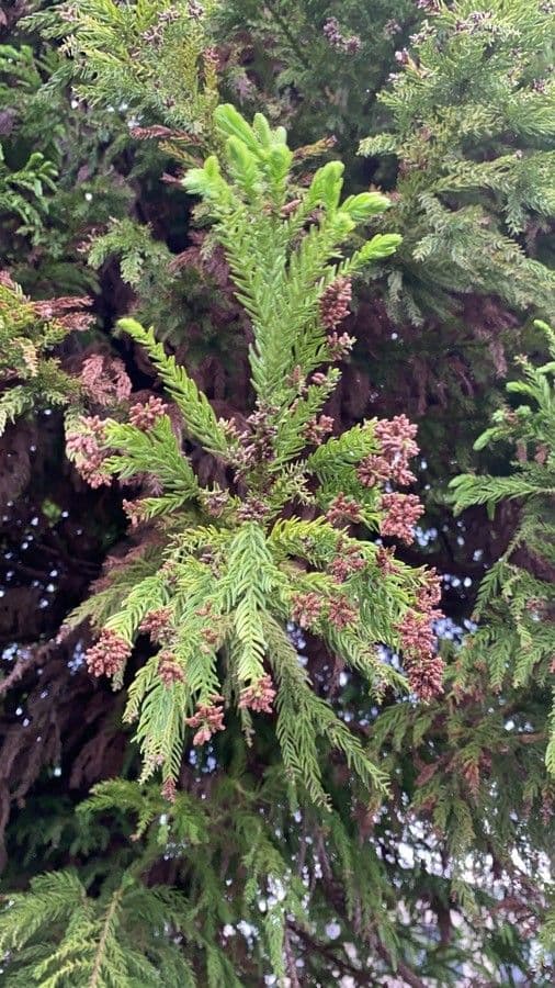 Japanese red-cedar 10
