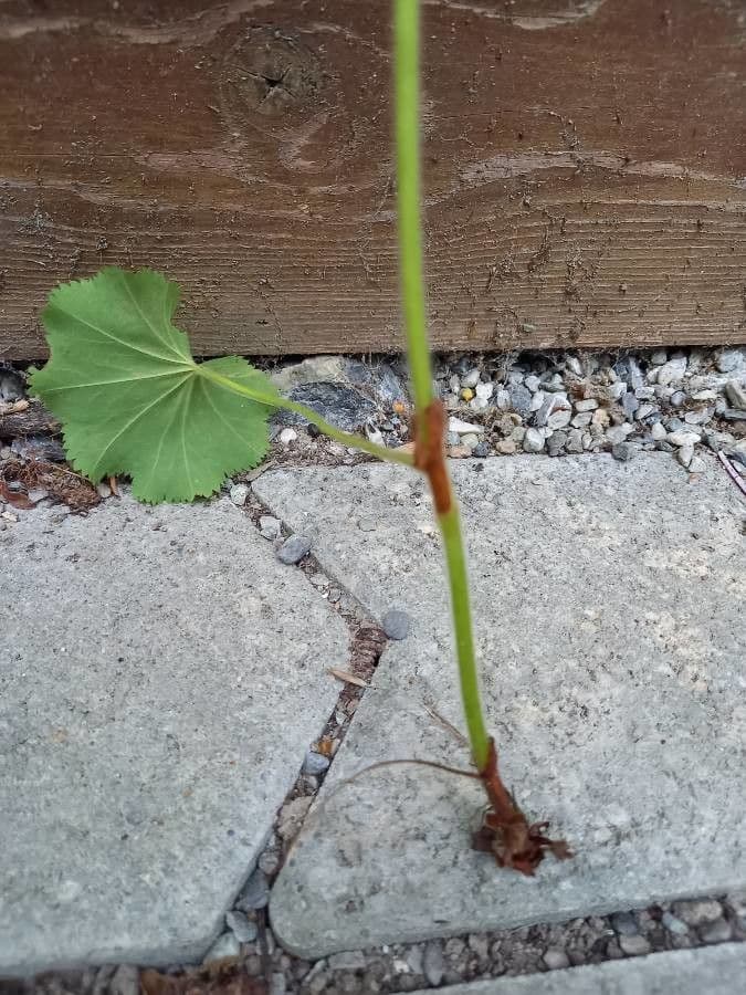 Garden lady's-mantle 29