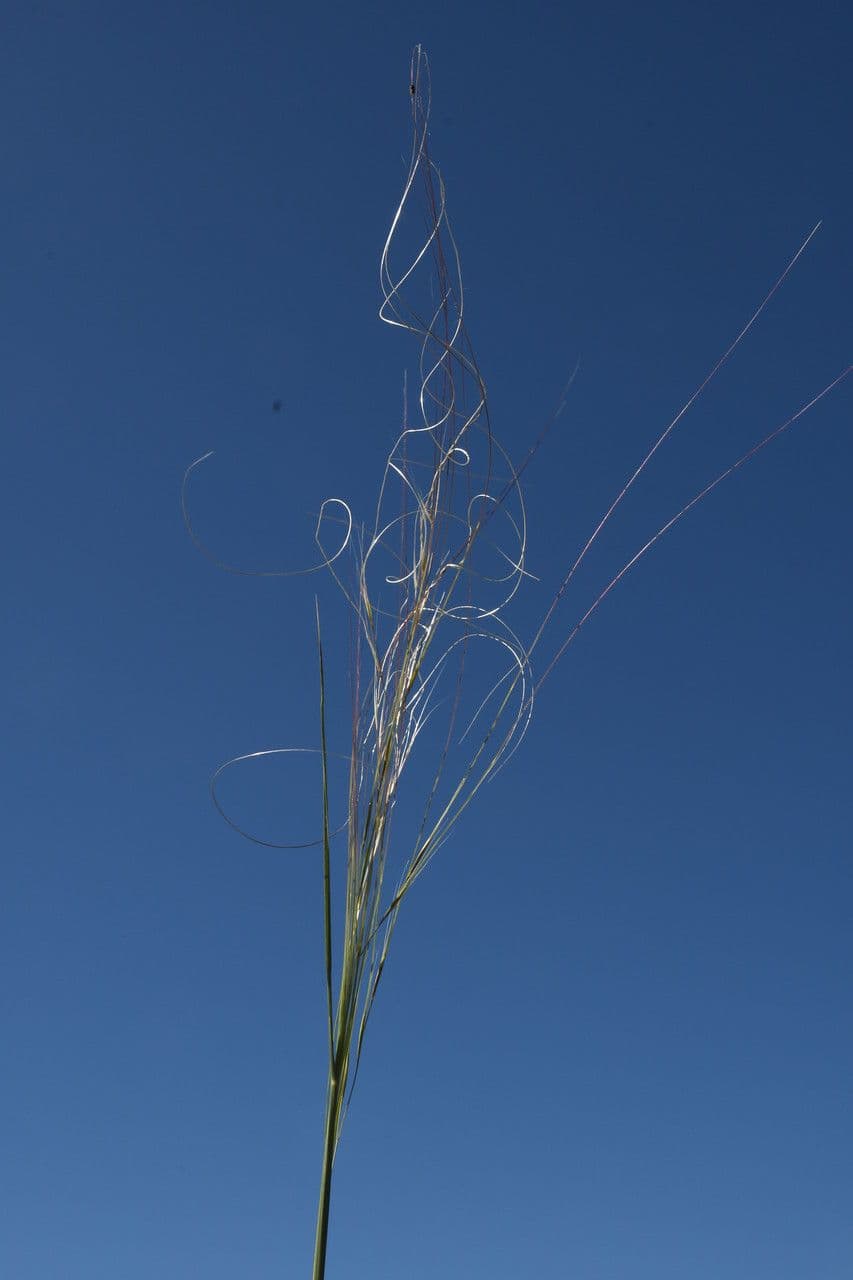 Dwarf feather grass 2