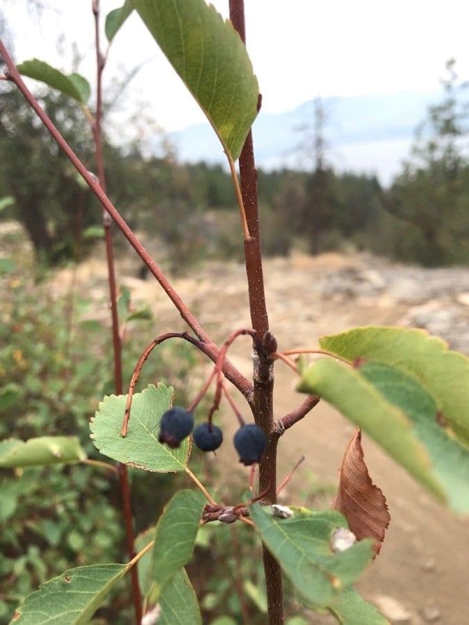 Pacific serviceberry 20