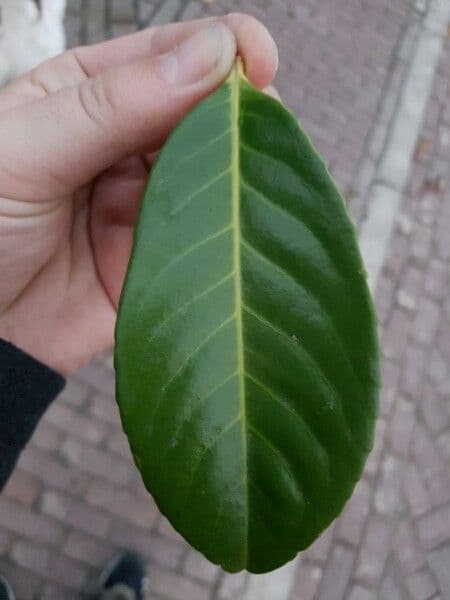 Cherry-laurel 19