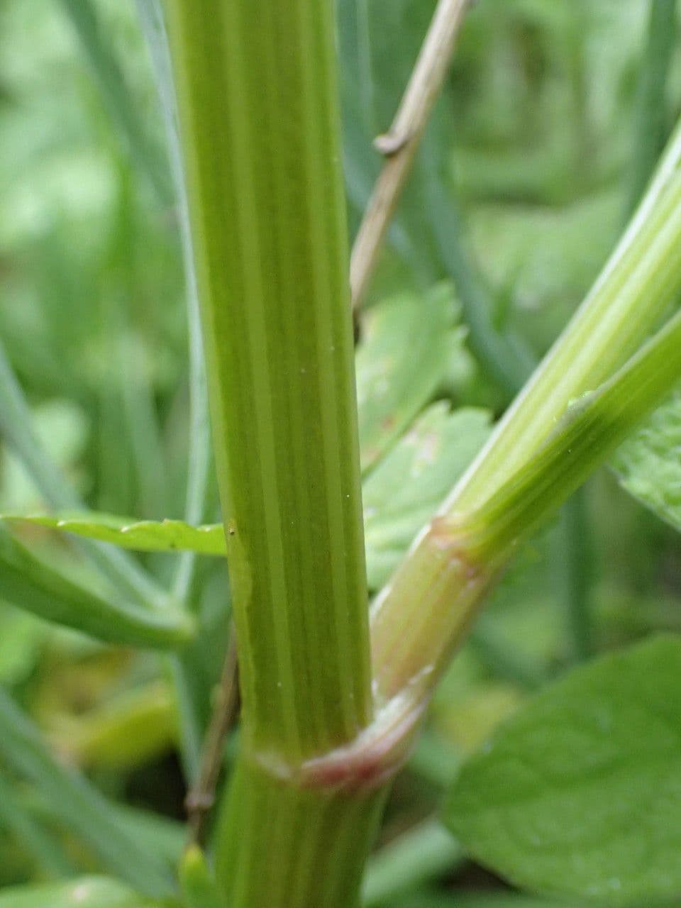 Celery 22