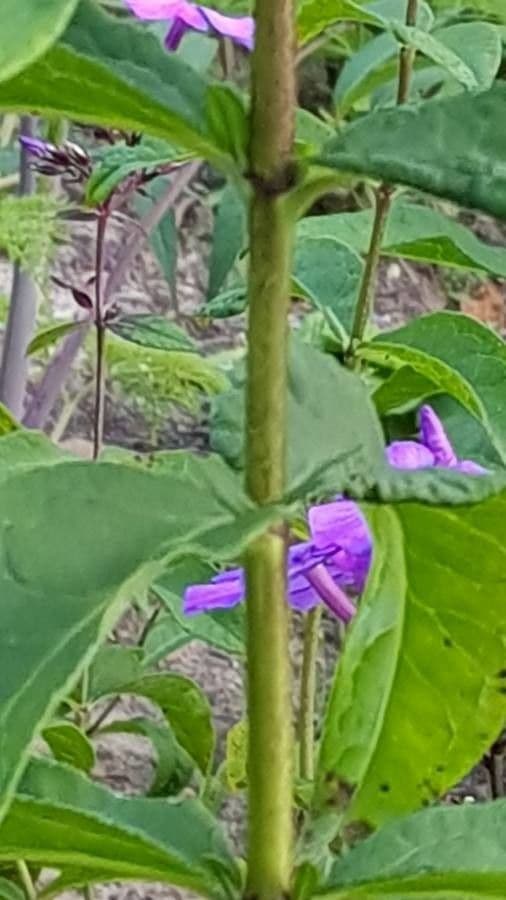 Garden phlox 22