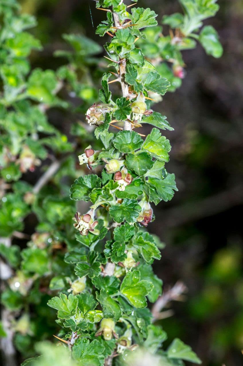 European Gooseberry 27