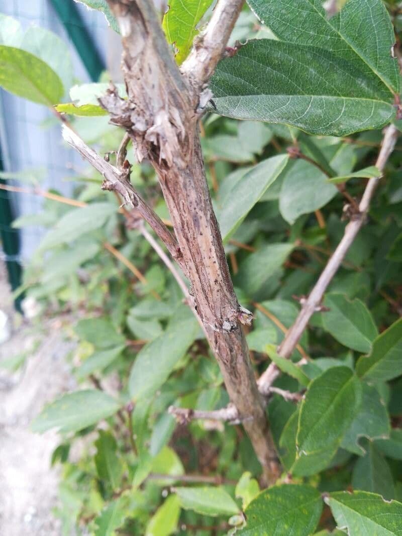 Blue honeysuckle 23