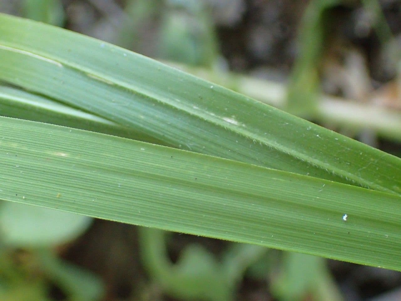 Needle grass 11