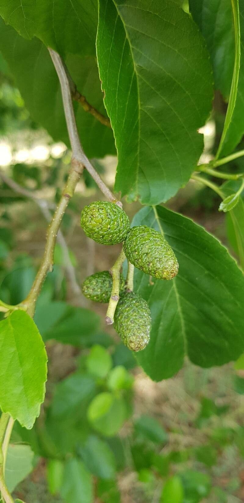 Caucasian alder 4