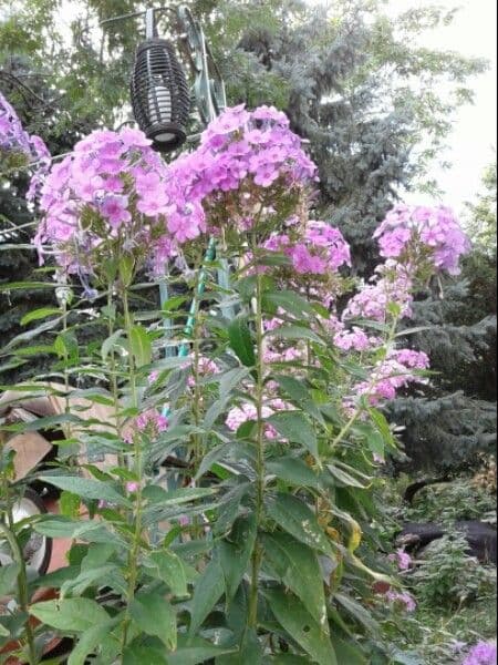 Garden phlox 13
