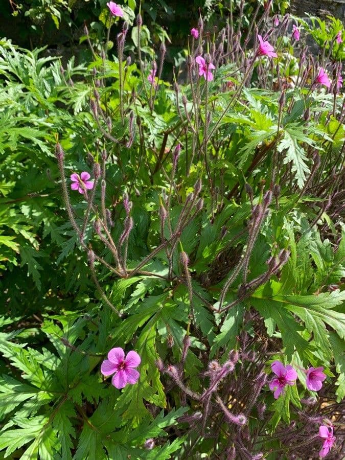 Giant herb-robert 17