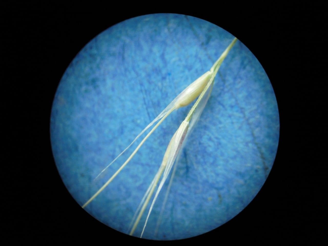 Dwarf feather grass 9