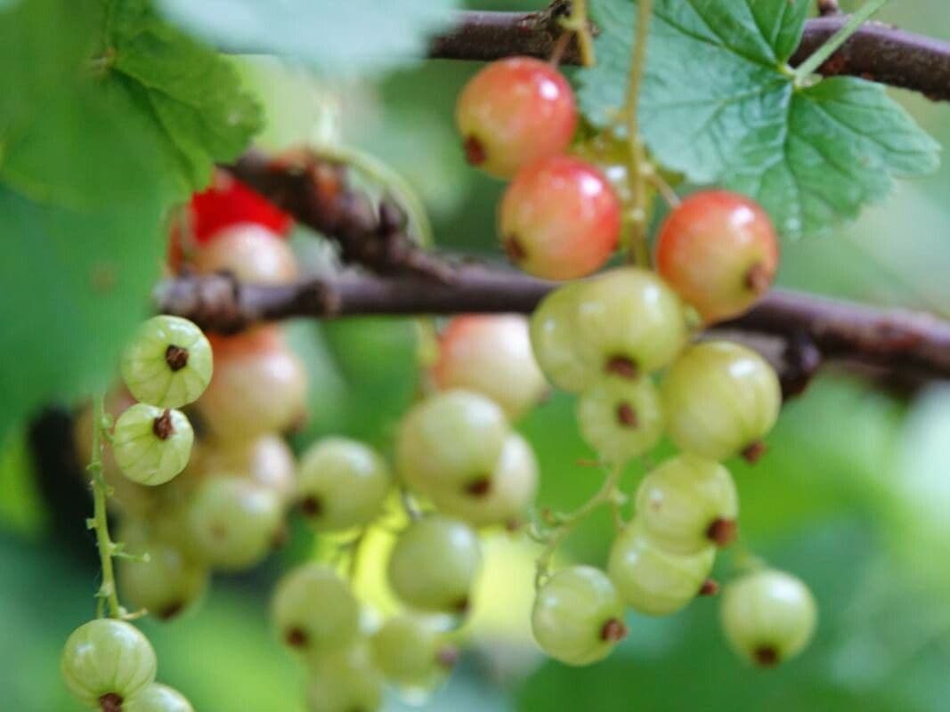 Garden currant 12
