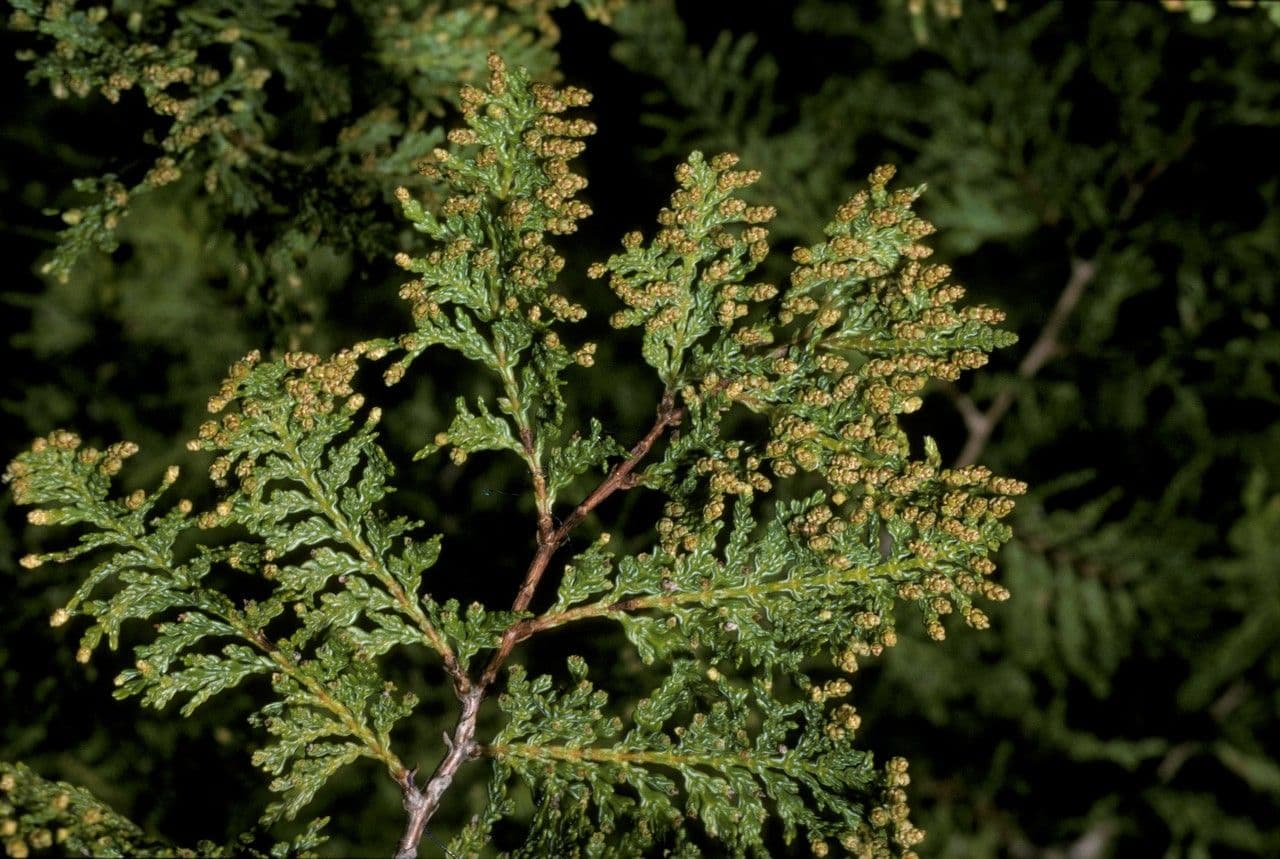 Chilean cedar 2