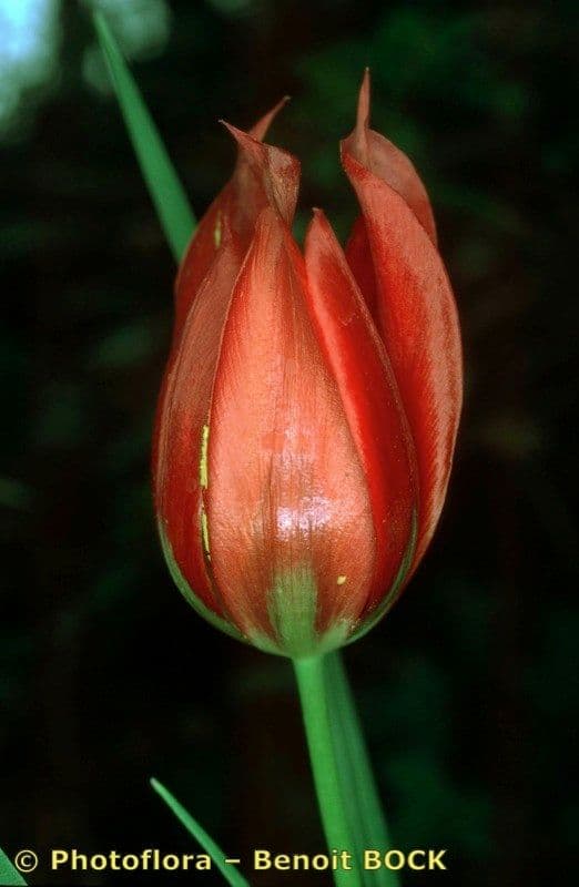 Tulip 3