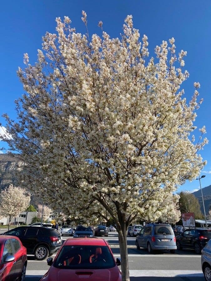 juneberry 14