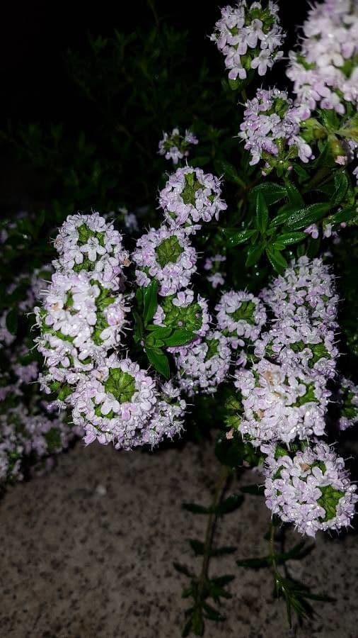 Long-stemmed thyme 5