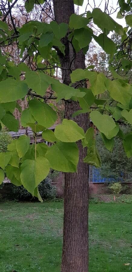 Northern catalpa 19