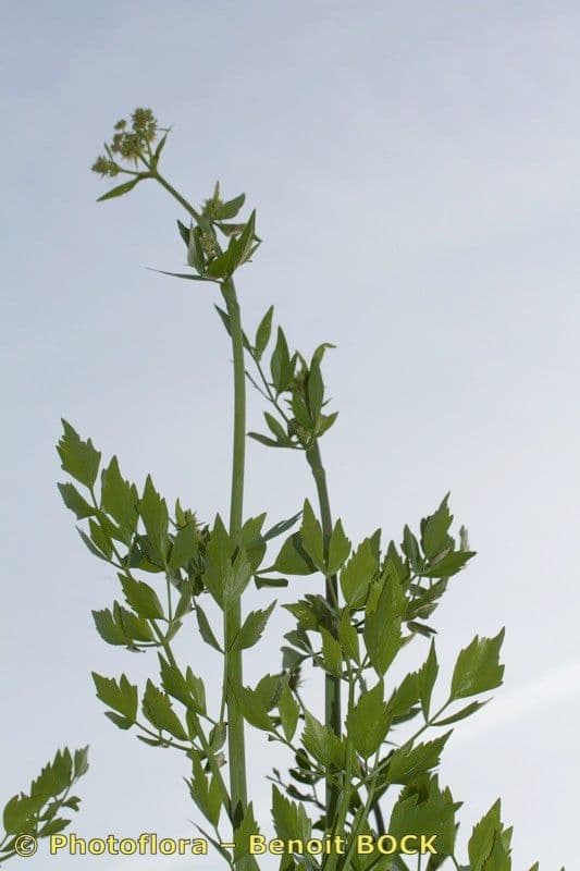 Garden lovage 28