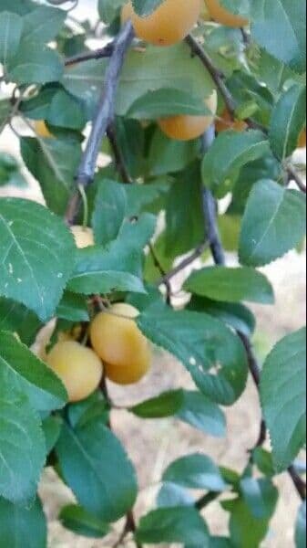 Damson Plum 16
