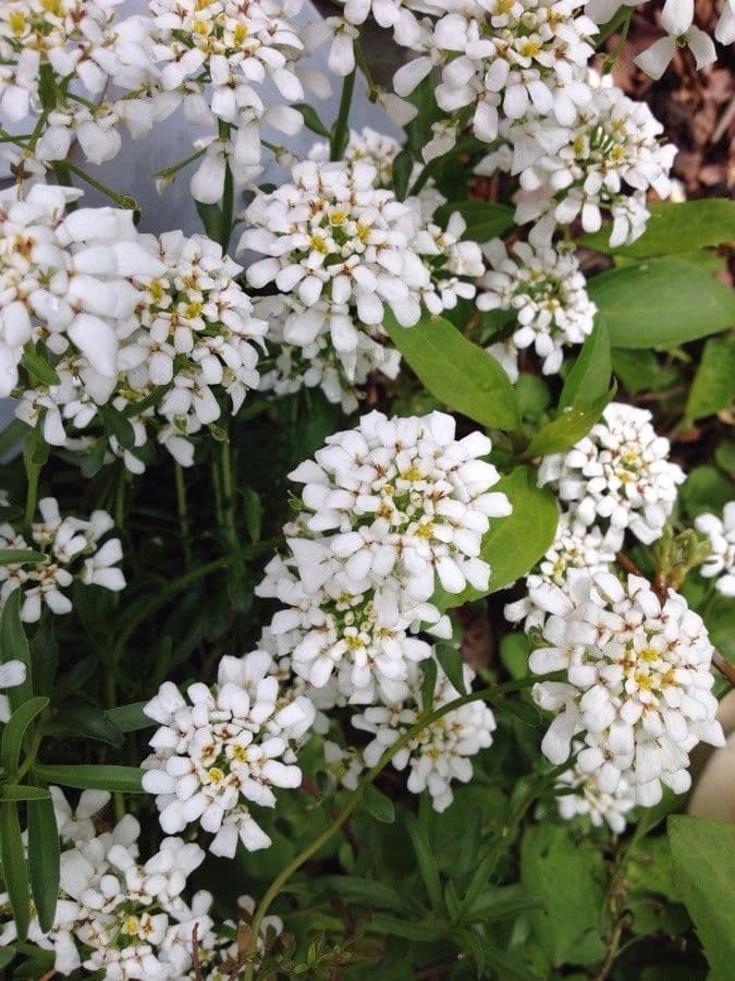 Evergreen candytuft 15