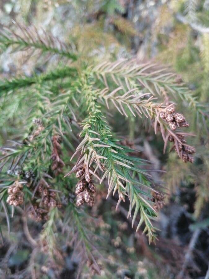 Japanese red-cedar 18
