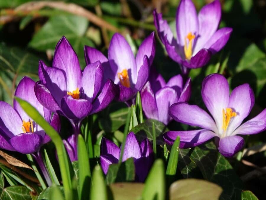 Early crocus 13
