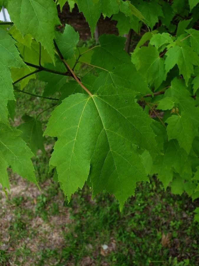 Red maple 20
