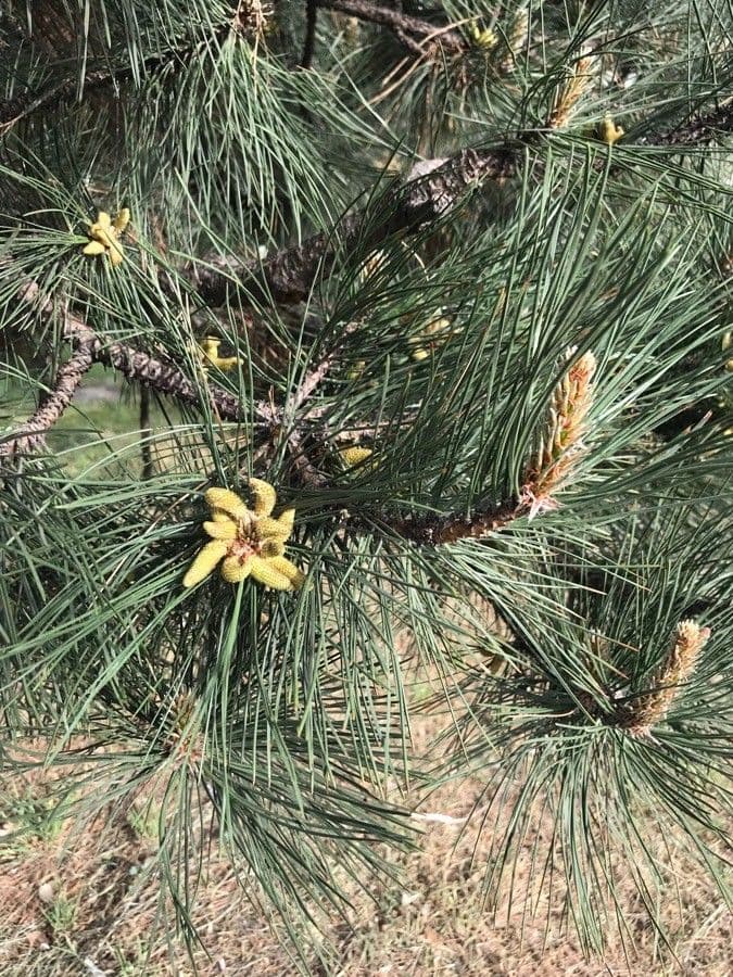 Australian pine 9