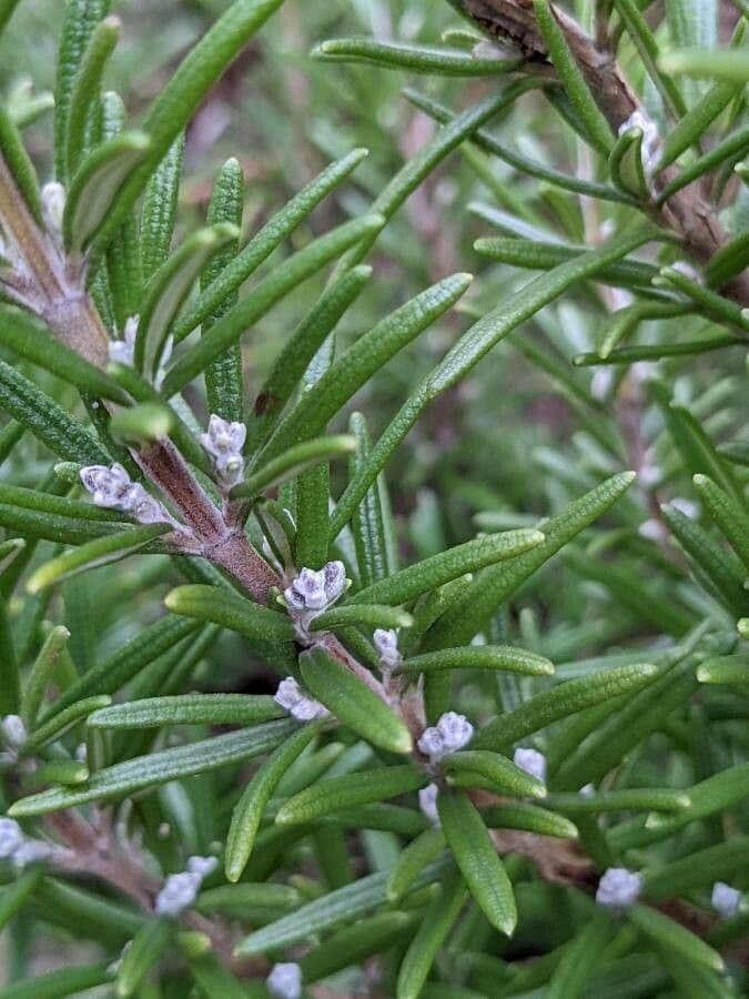 Rosemary 5