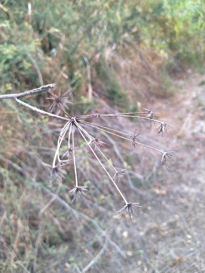 Fennel 28