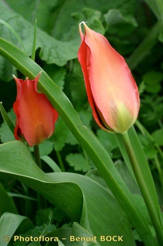 Tulip 2