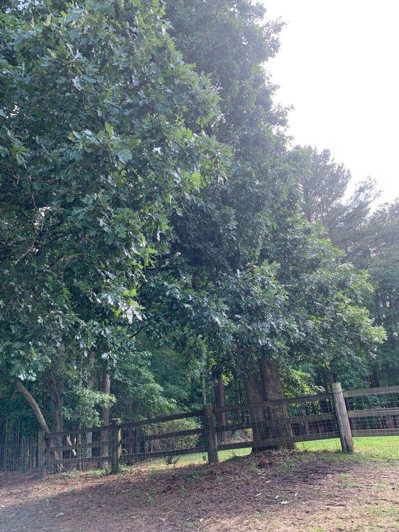 Post oak 3