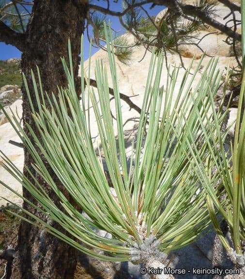 Parry pinyon 9
