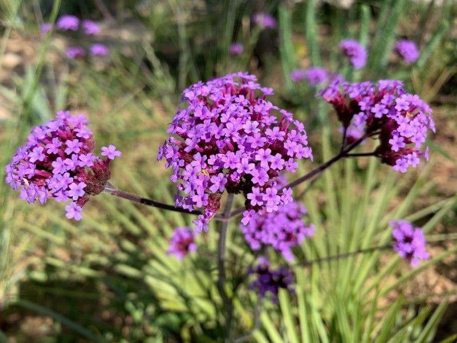 Argentine vervain 7