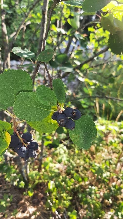 Pacific serviceberry 2