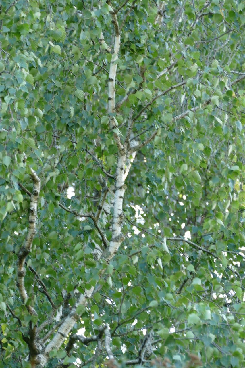 European white birch 23