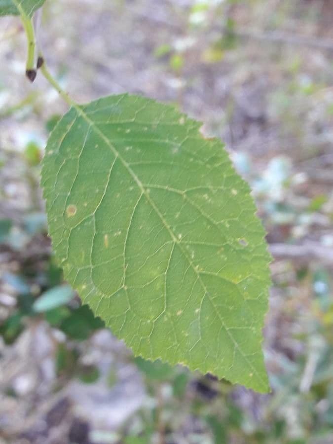 Briançon apricot 13