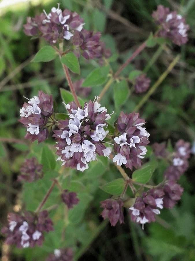 Wild marjoram 9