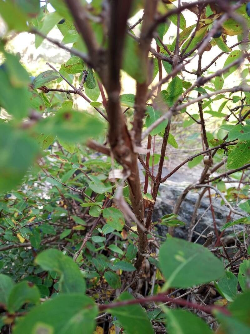 Blue honeysuckle 24