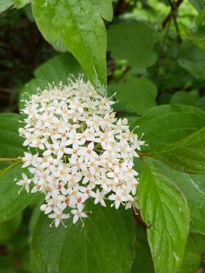 Red-osier dogwood 9