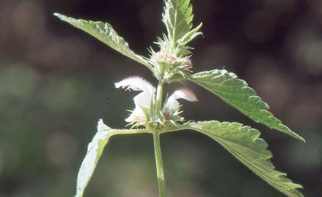 Deadnettle 20